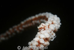 WHIP CORAL HIGHWAY. Probably Pontonides unciger, less tha... by Andrea Bensi 